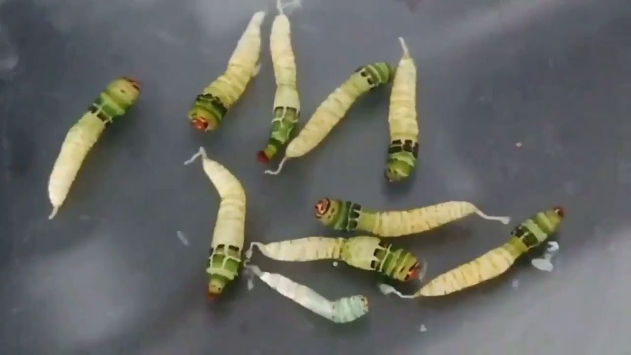 自然界的丧尸病毒,自然界的丧尸