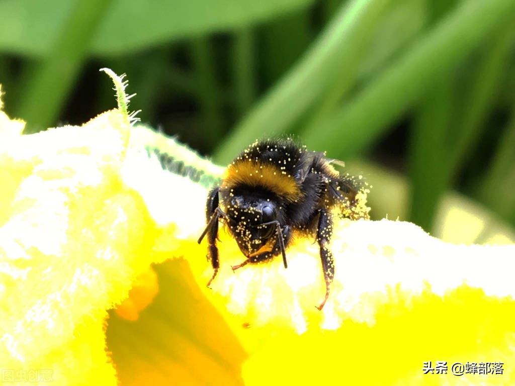 蜜蜂翅膀太小怎么回事,蜜蜂翅膀适于飞行的特点