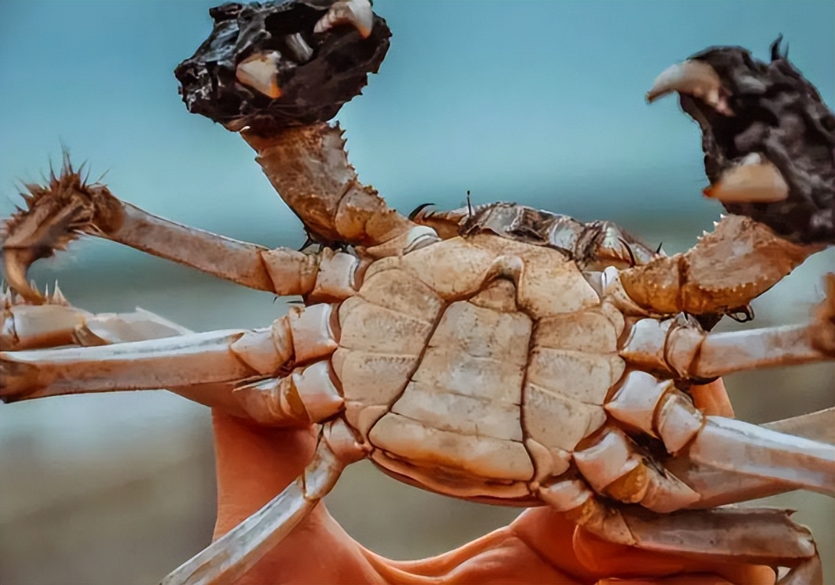 阳澄湖大闸蟹因持续高温产量减少,持续高温影响阳澄湖大闸蟹蜕壳