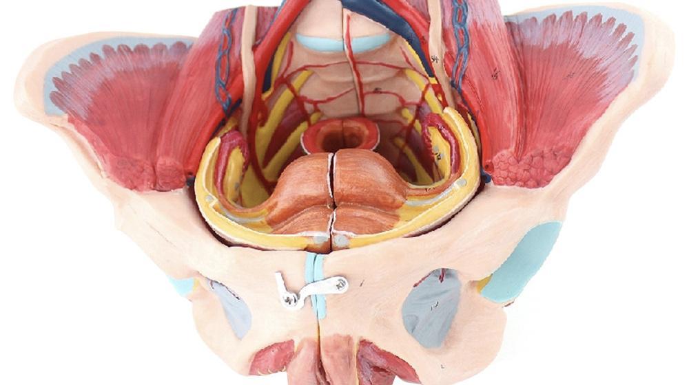 上了年龄子宫能修复吗,年纪大了子宫掉出来了