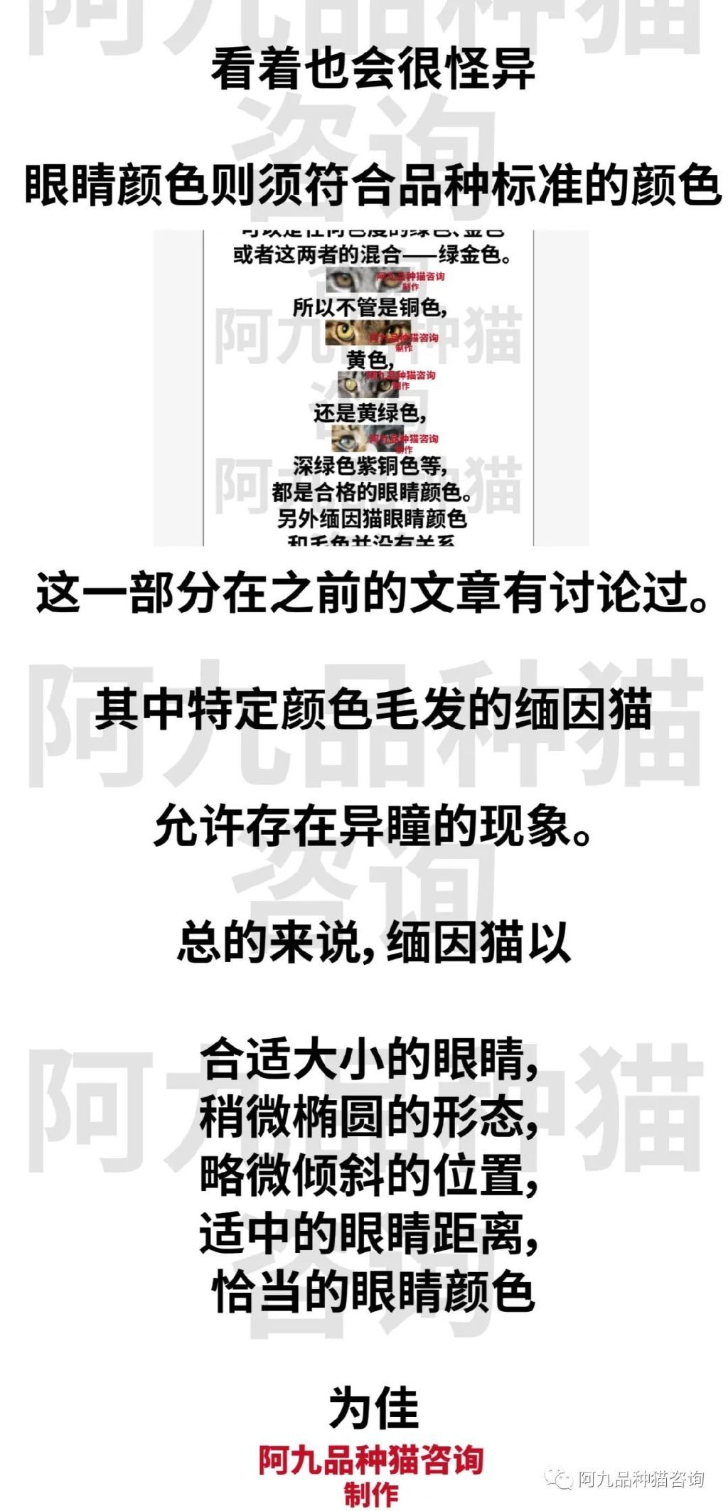 正宗缅因猫哪些颜色的贵,缅因猫品相极好的多少钱