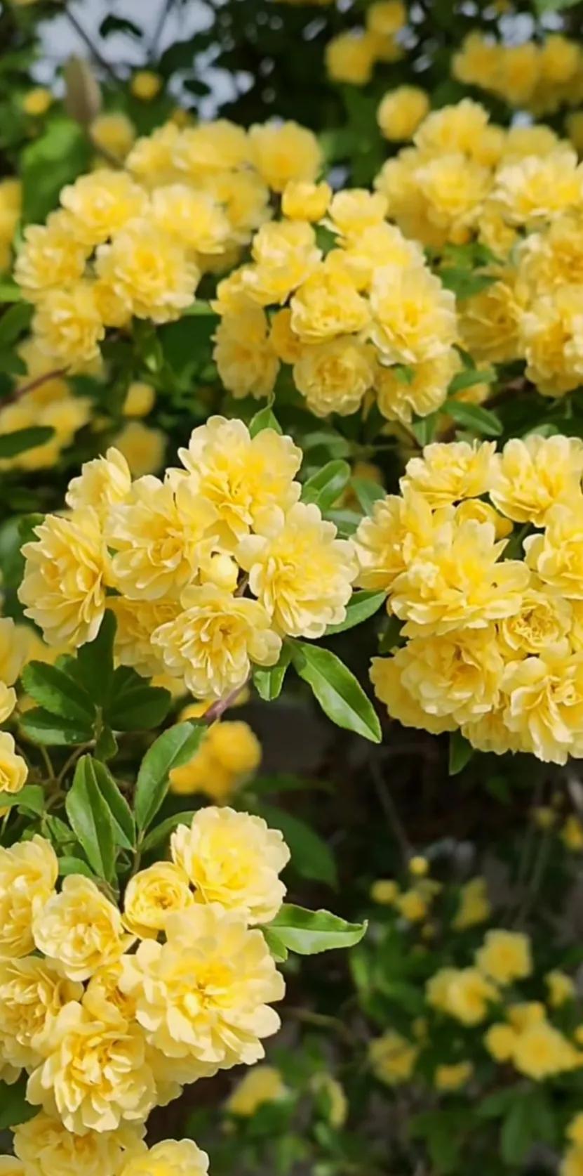 黄木香花的图片大全欣赏,怡人木香花图片欣赏