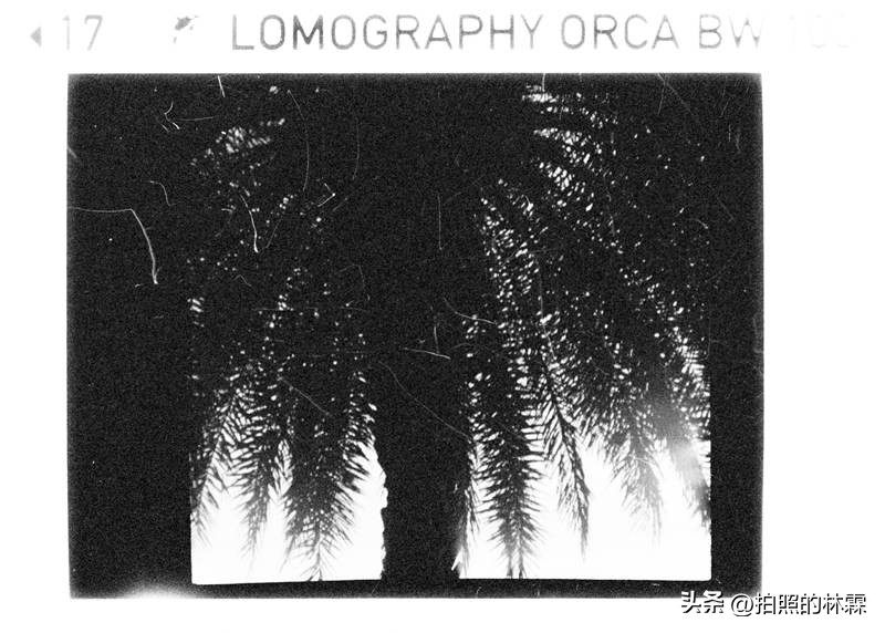 110胶卷/相机保姆级教程/相机选择/胶卷选择/冲扫店铺/实拍样片