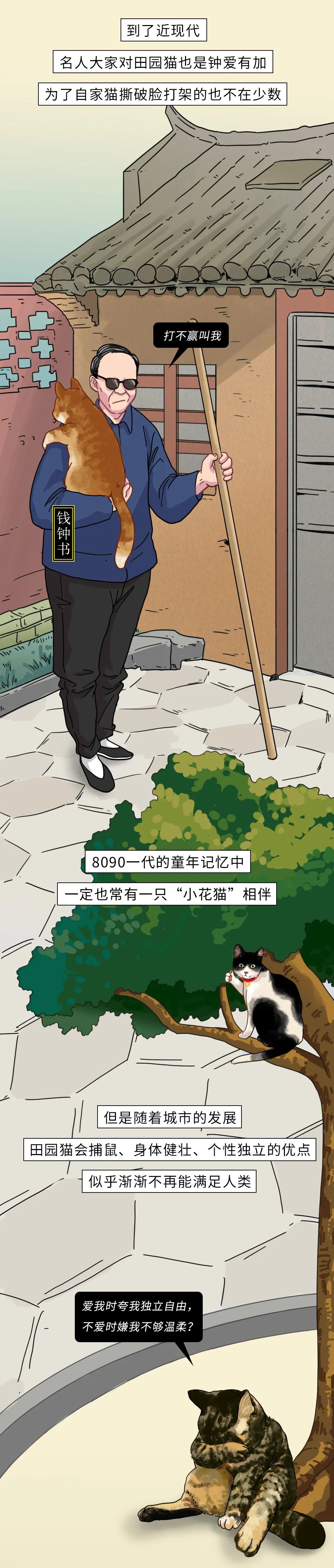 为什么中华田园猫会遭人嫌弃,盘点一下中华田园猫