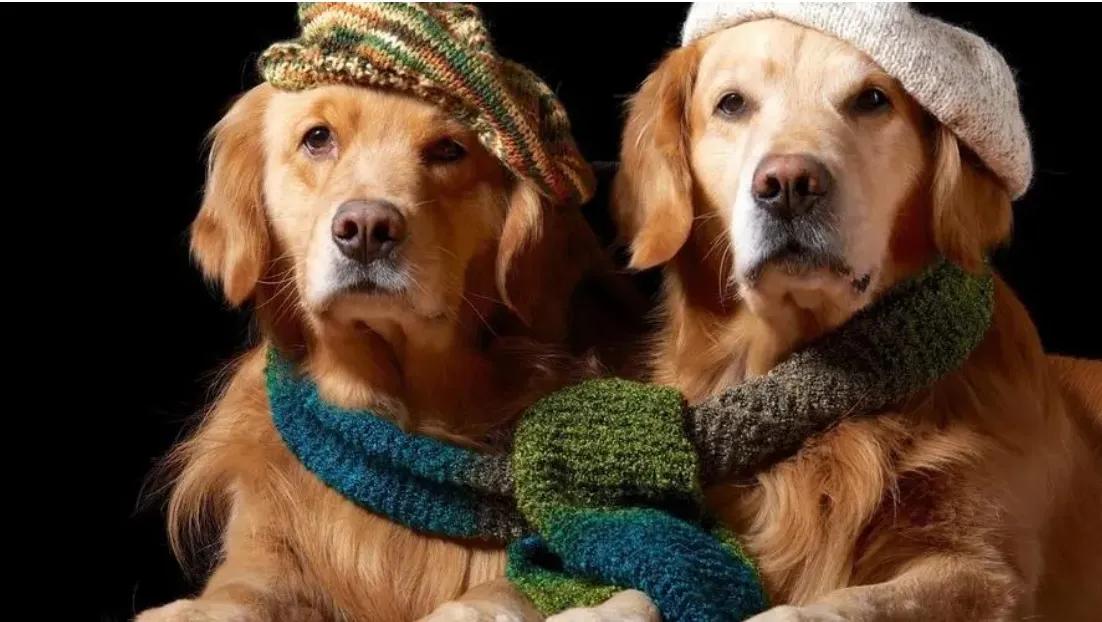 泰迪狗狗的说说,想狗狗的心情说说