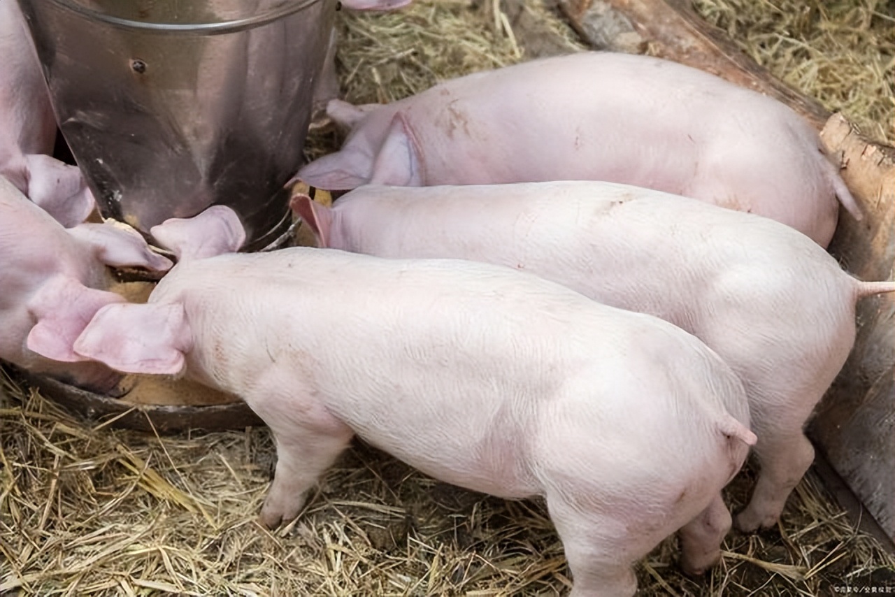 为什么牛肉可以生吃猪肉不可以,牛肉可以生吃为什么猪肉不行