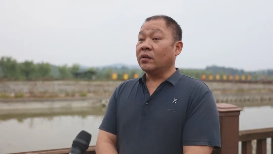 广东比较好的南丰甲鱼蛋营销策划,上海培育南丰甲鱼蛋大概价格多少