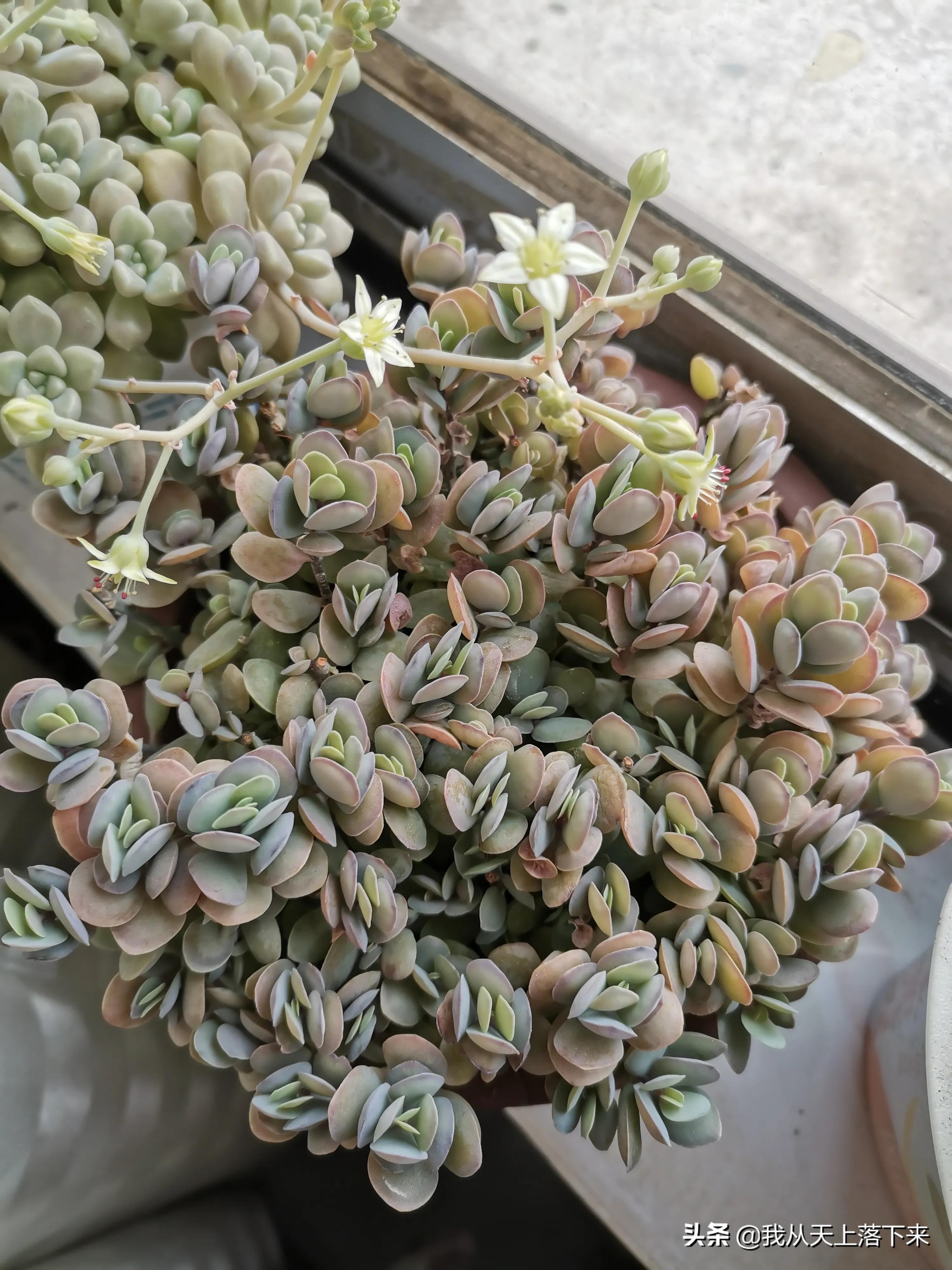 多肉品种及图片大全欣赏,多肉品种辨别图片大全欣赏