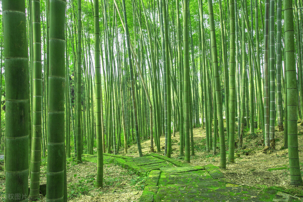 从梅花到兰花，探寻中国四大名花的文化底蕴