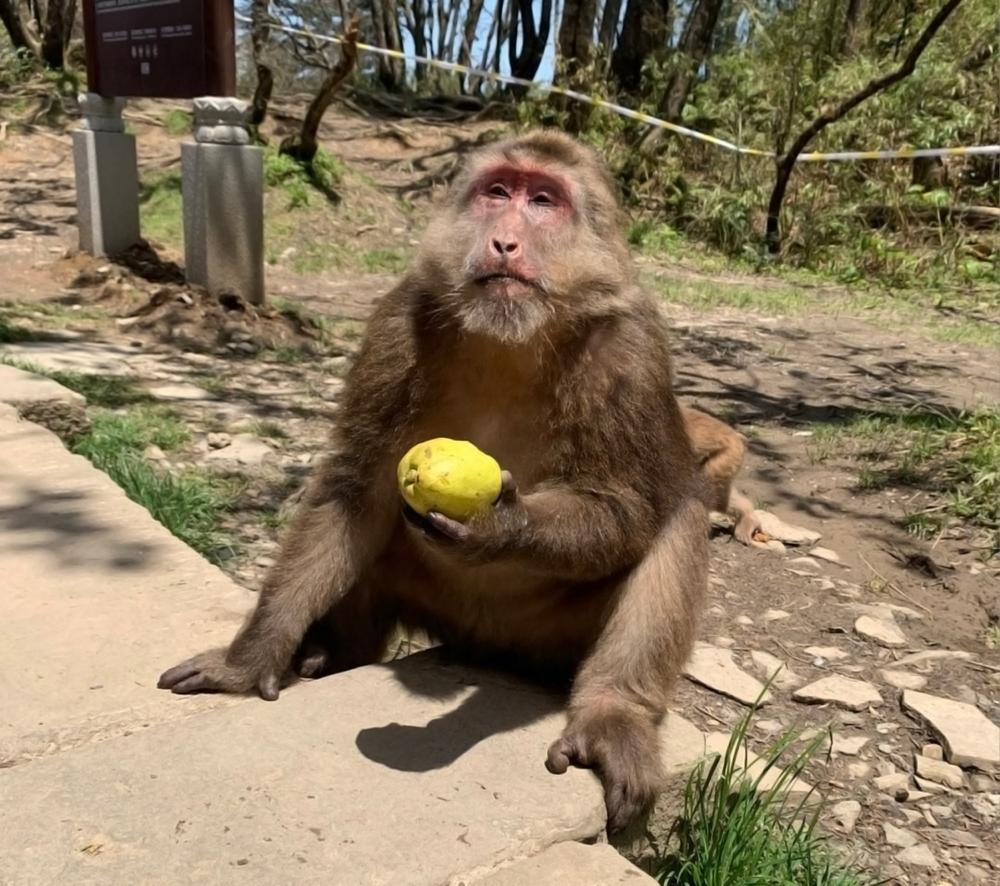 云南昭通发现金丝猴,野生金丝猴被人围观