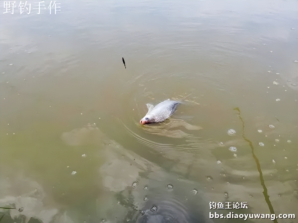 爽钓板鲫，今晚吃鱼