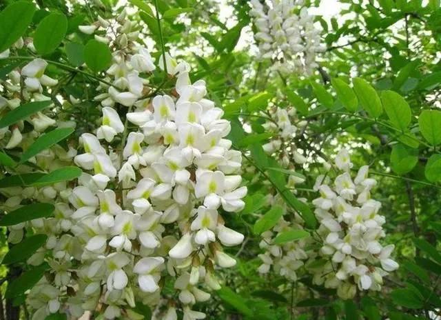 又闻槐花香经典散文,又闻槐花香原文音频