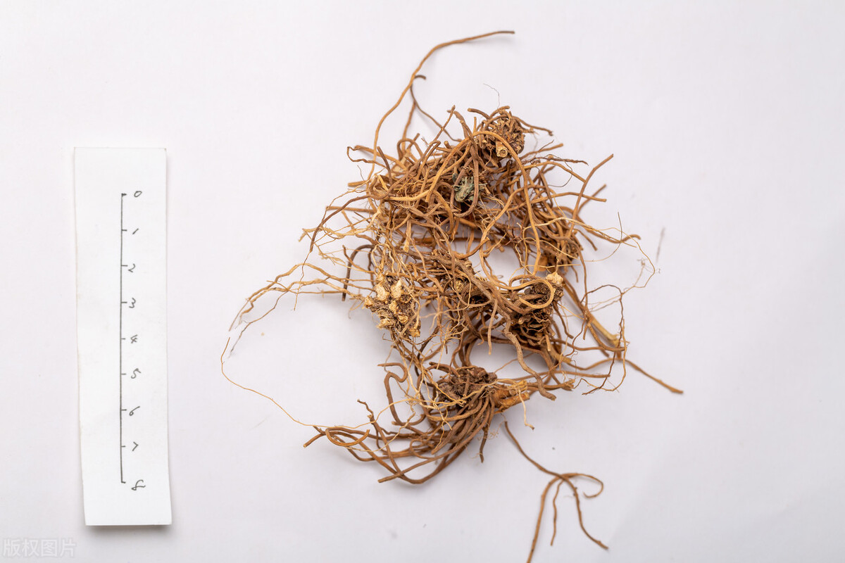 清虚热药,白薇中药主治