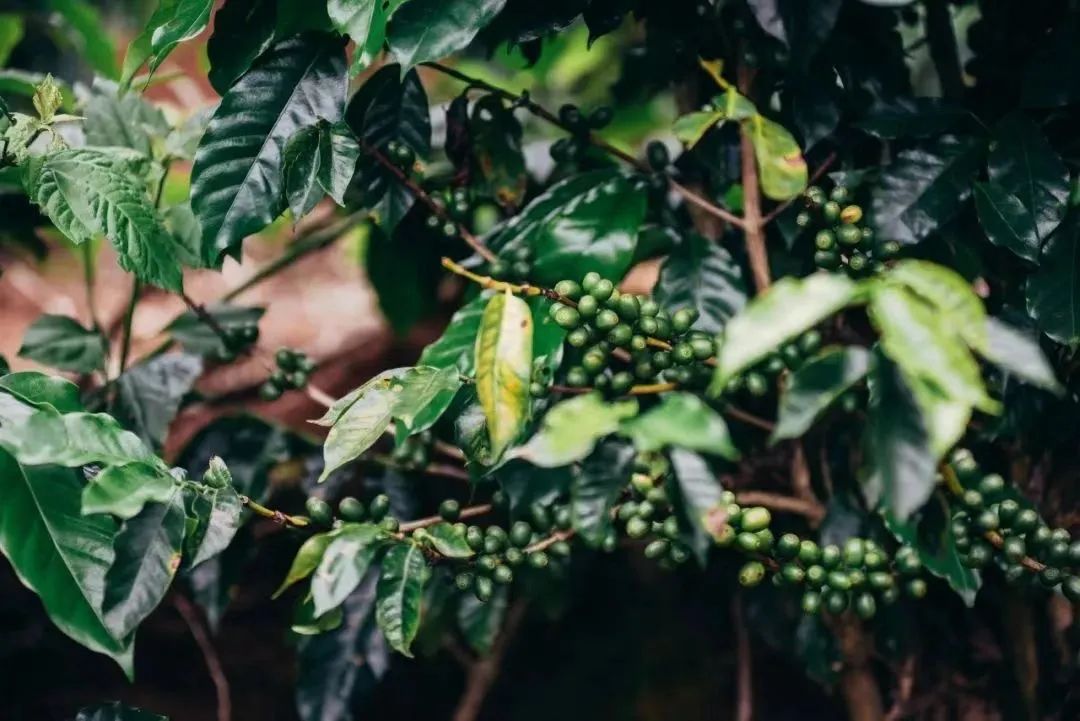 80后的他在云南教人种咖啡10年，终于让全世界看到