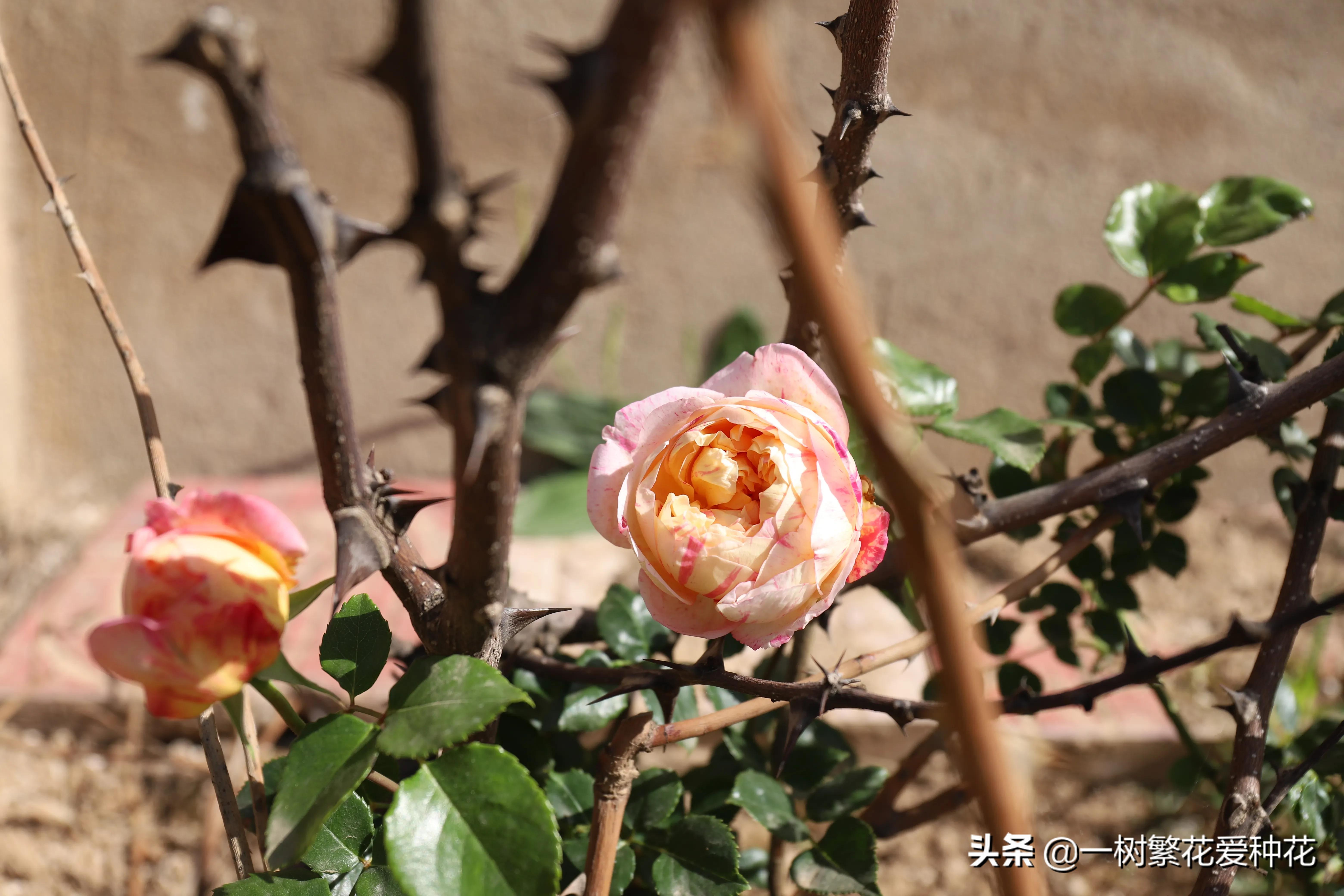 波浪边花型月季,爱杜尔马奈和伊蕾莎丝特