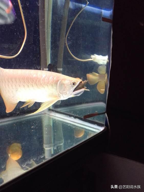 龙鱼不吃食的几种原因图片,龙鱼不吃食怎么回事用什么药治