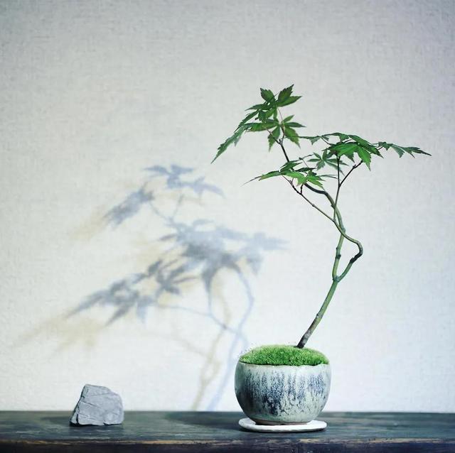 为什么苔藓养不活,苔藓为何养不活