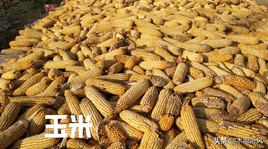 玉米喂鸡的窍门今年,发霉的玉米可以喂鸡吗