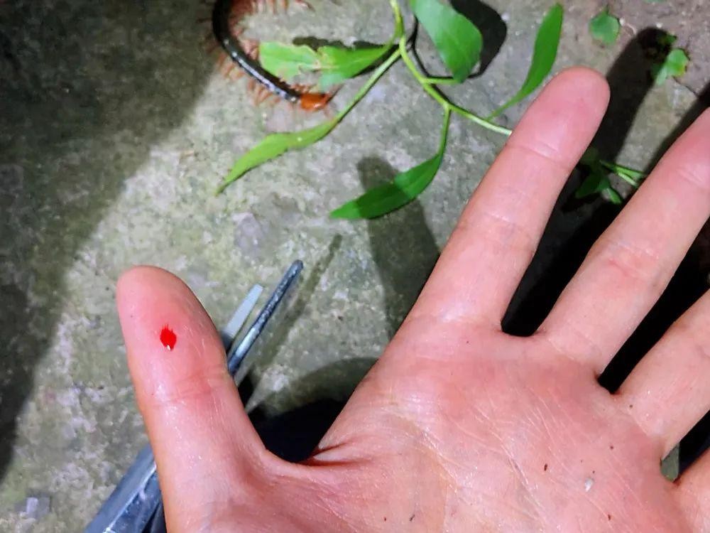 蜈蚣毒性与蜈蚣大小有关吗,巨型蜈蚣和普通蜈蚣哪个毒