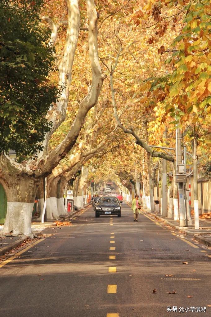 南京秋天旅游攻略路线推荐,南京赏秋景点大全