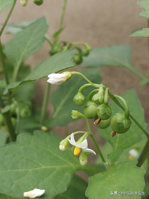 抗癌草药龙葵的食用方法,龙葵主要抗癌成分是什么