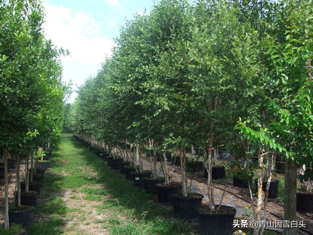 荒山种什么树木经济效益好,荒山种植什么最赚钱