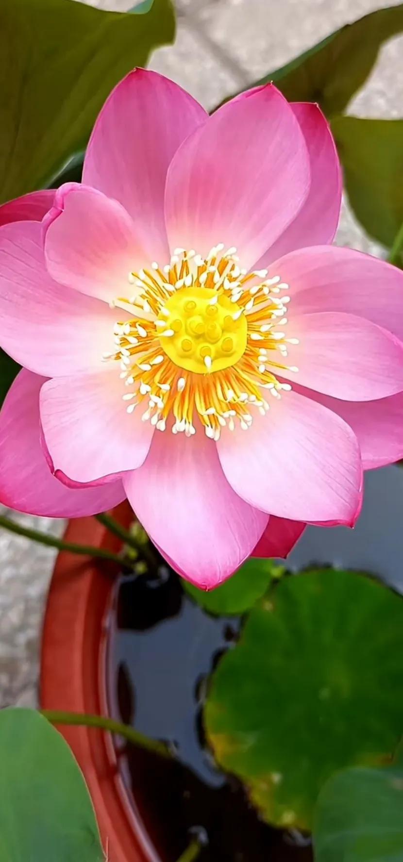 夏至荷花荷叶图片,夏至时节荷花正美图片