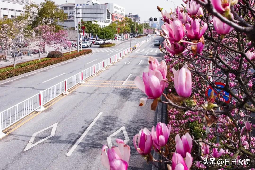湖北荆州：石首“繁花”上大分↑即将刷爆朋友圈！
