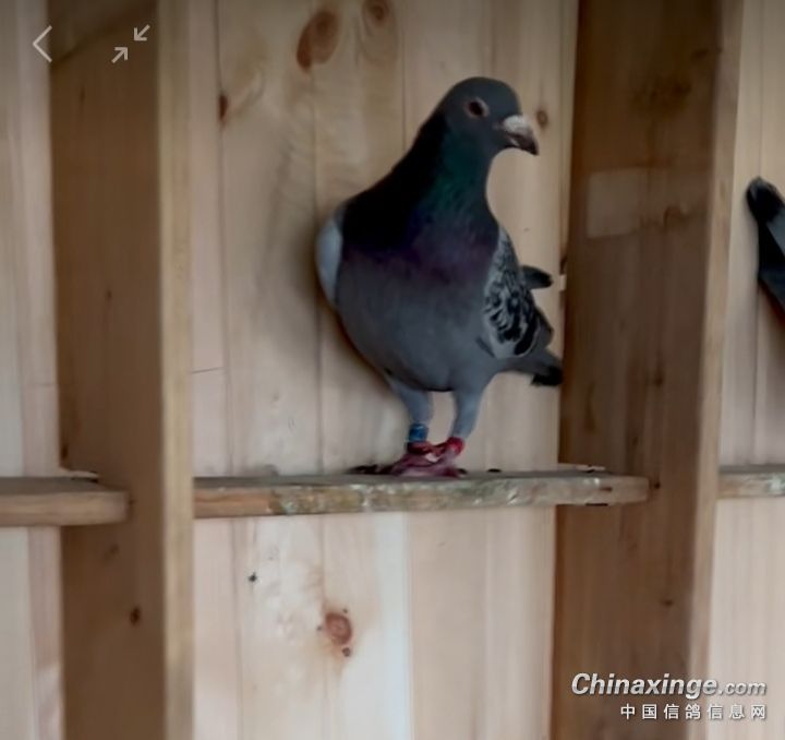 如何避免种鸽在窝里打架,怎么控制鸽子不乱落