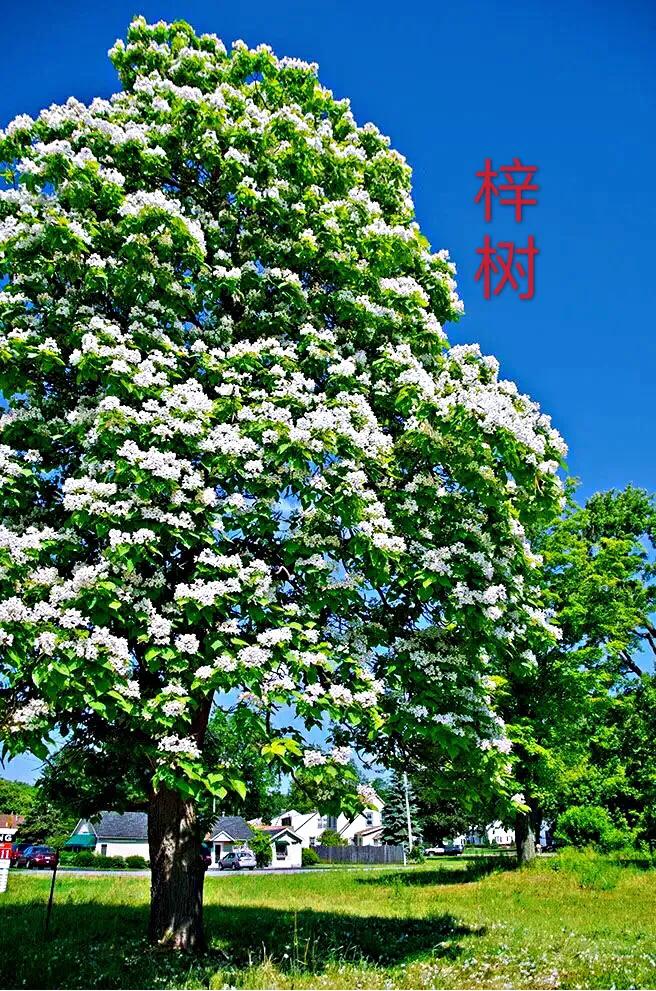 楸树林图片,楸树是古老的活化石树种