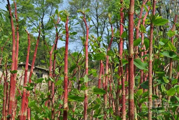 春天花园施什么肥,春天花园除虫