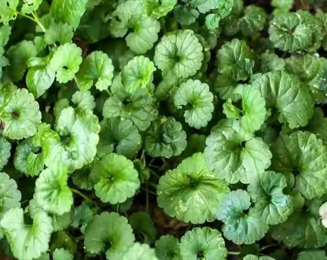 四种野菜是杂草,400种野草图片大全