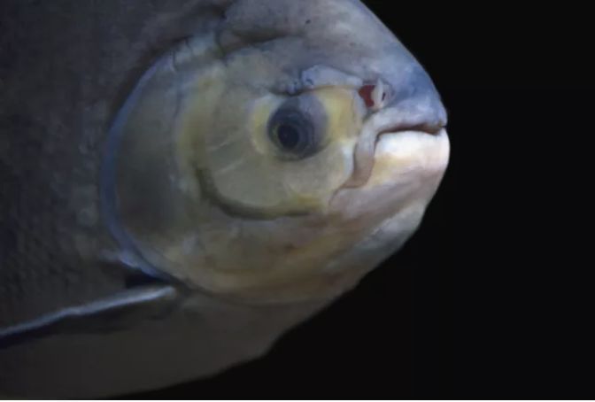 5种世界上最奇特的鱼图片,最奇葩的十种鱼类