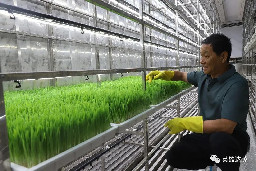 乡村行·看振兴|达茂旗石宝镇：水培牧草长势旺育出致富新良方