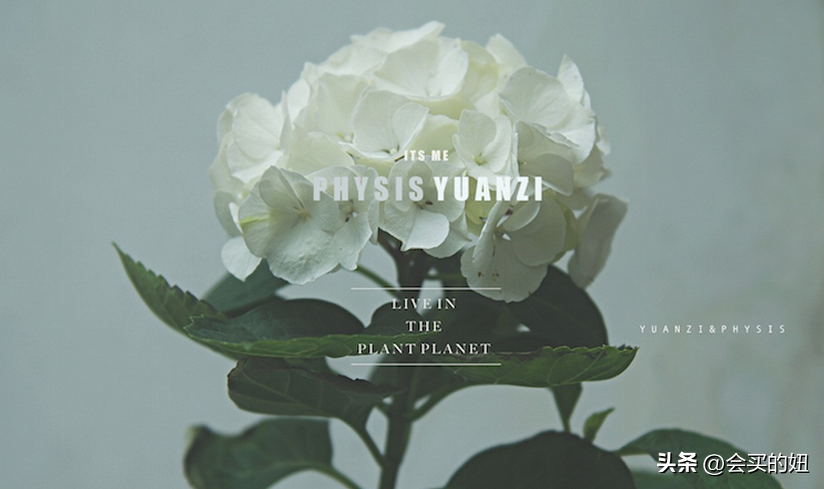 价格便宜且又有实用价值的绿植,家里值得买的绿植