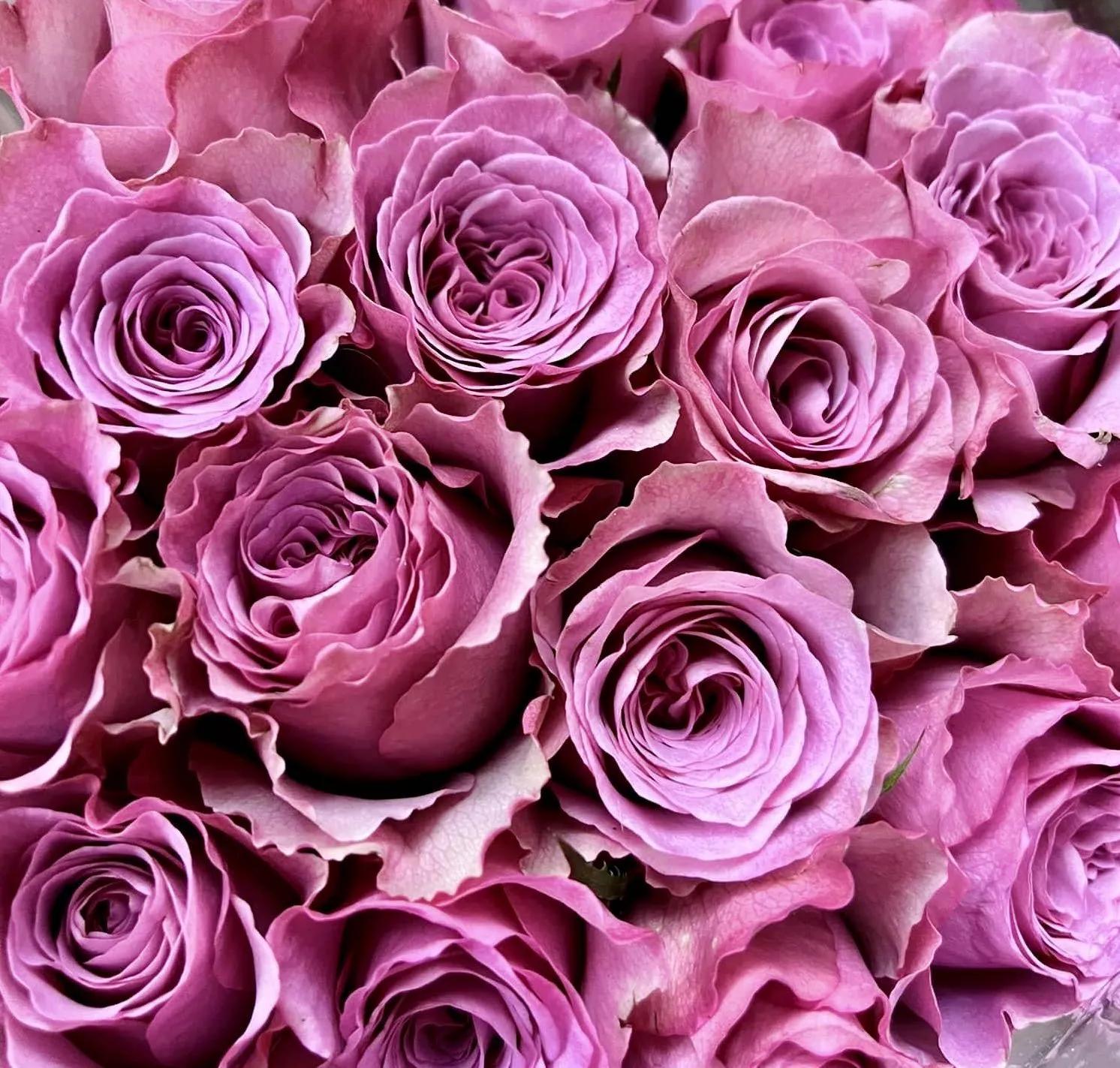 月季品种醉花,月季品种大全及图片欣赏