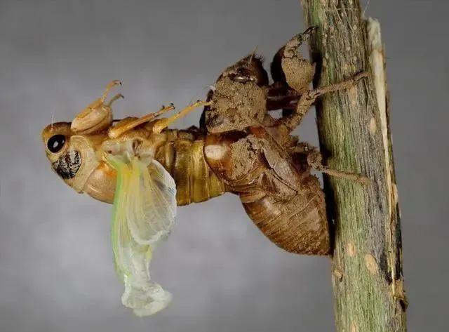 感受夏天的文案,感受夏天知了的叫声