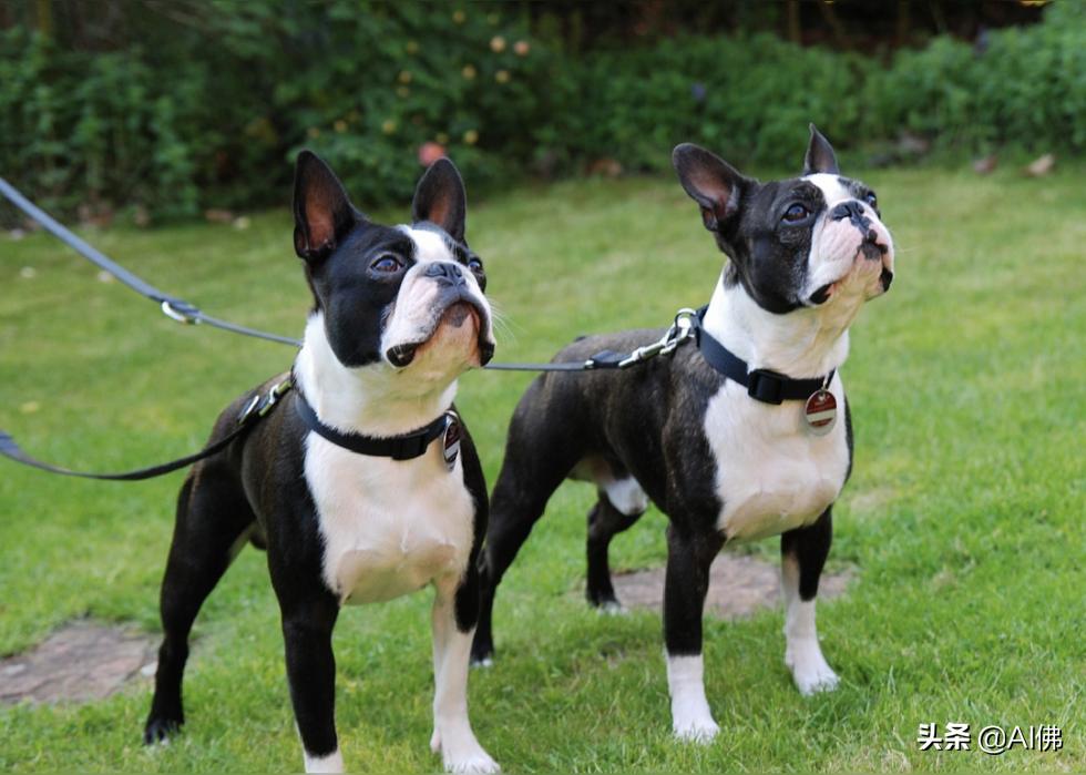 美国犬种有哪些,美国五大传奇犬种