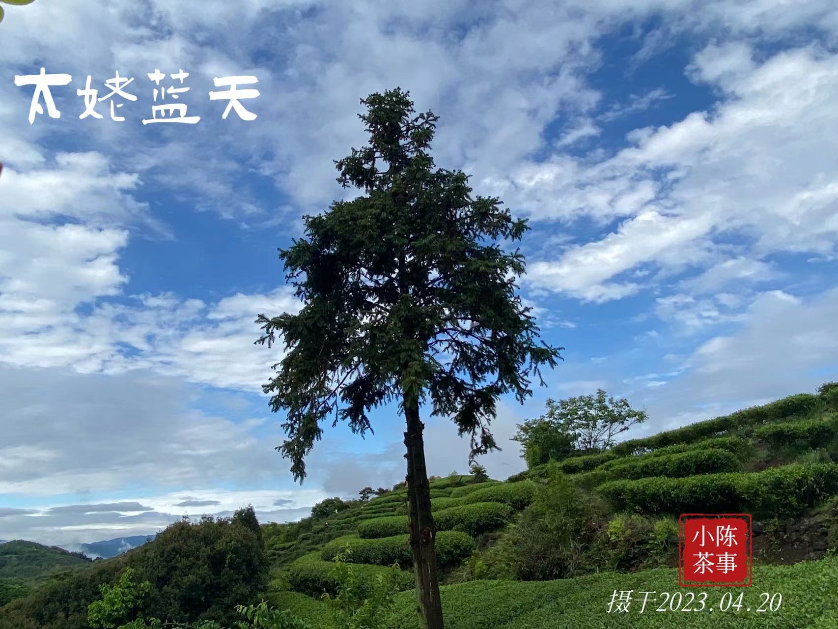 白茶只有老的好,白茶新茶就好喝