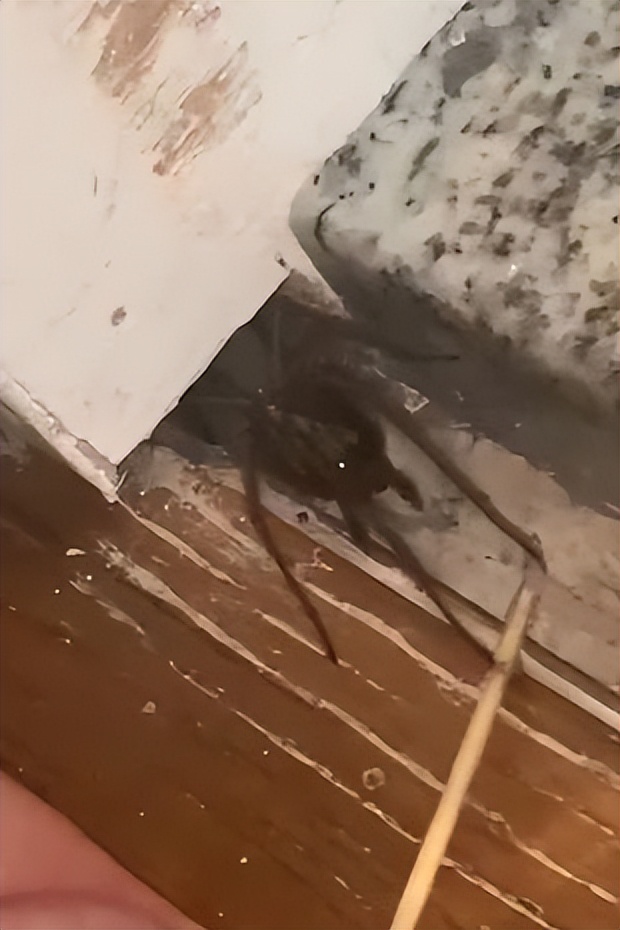 在家中发现巨大蜘蛛,家里发现巨大蜘蛛差点吓死