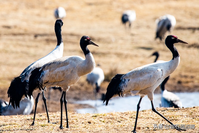 高原精灵黑颈鹤越冬之地——大山包（云、藏自驾旅行纪实之一）