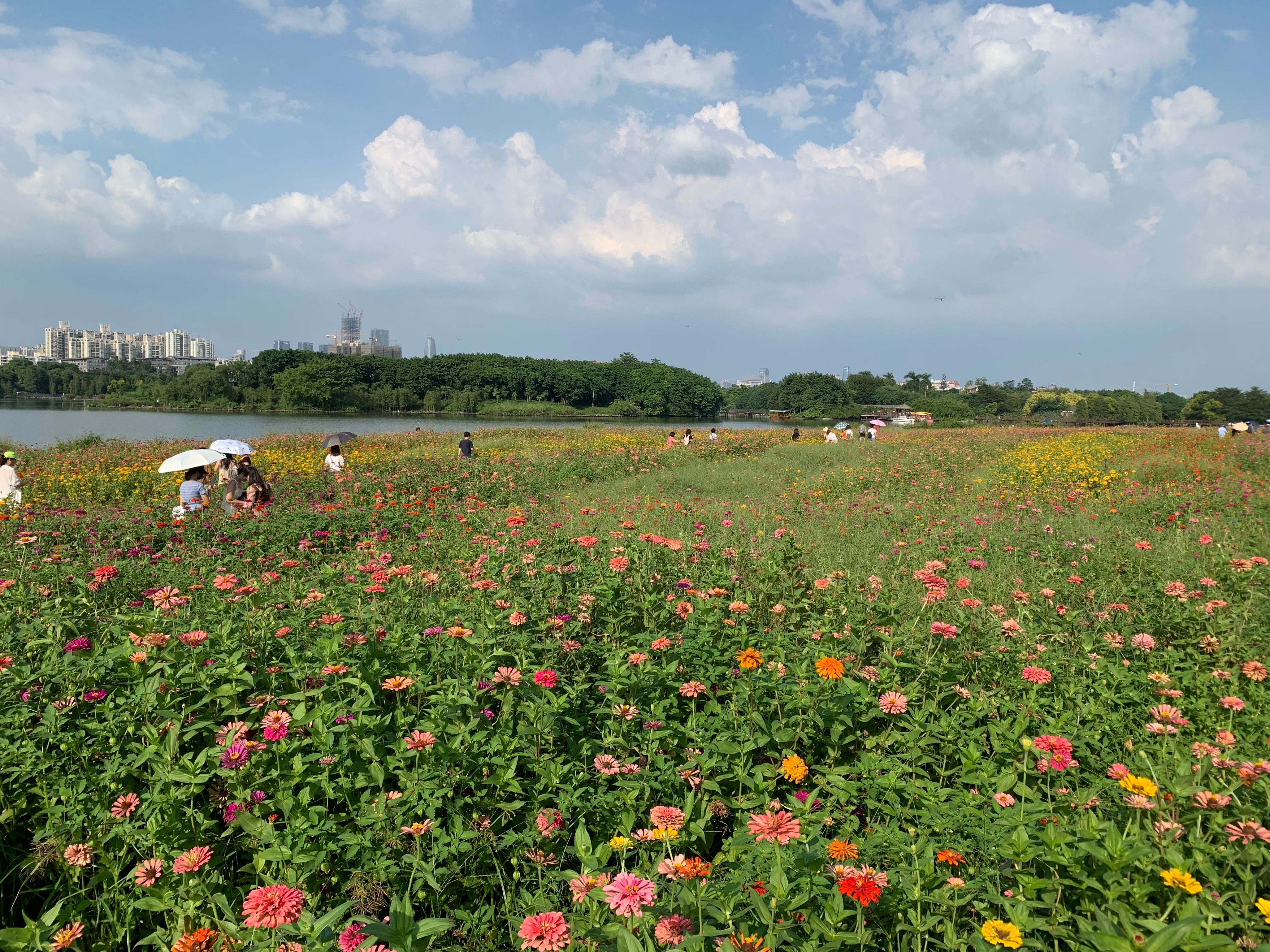 广州国庆假期一日游:南肾海珠湖国家湿地公园的最佳旅游攻略