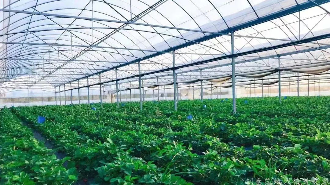 乡村振兴示范村典型案例建设方案,乡村振兴谋划不全不细典型案例