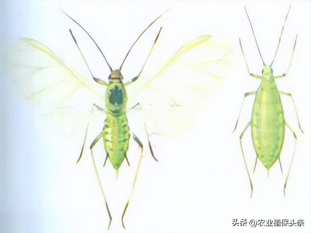 昆虫和害虫种类,昆虫和害虫的分类