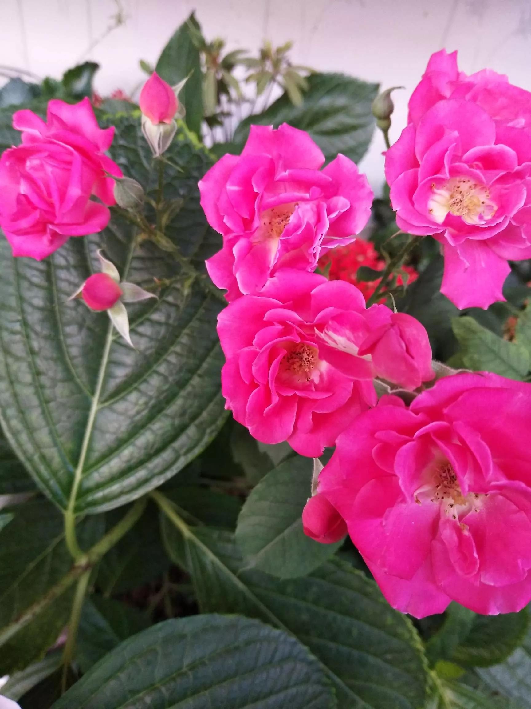 月季品种醉花,月季品种大全及图片欣赏