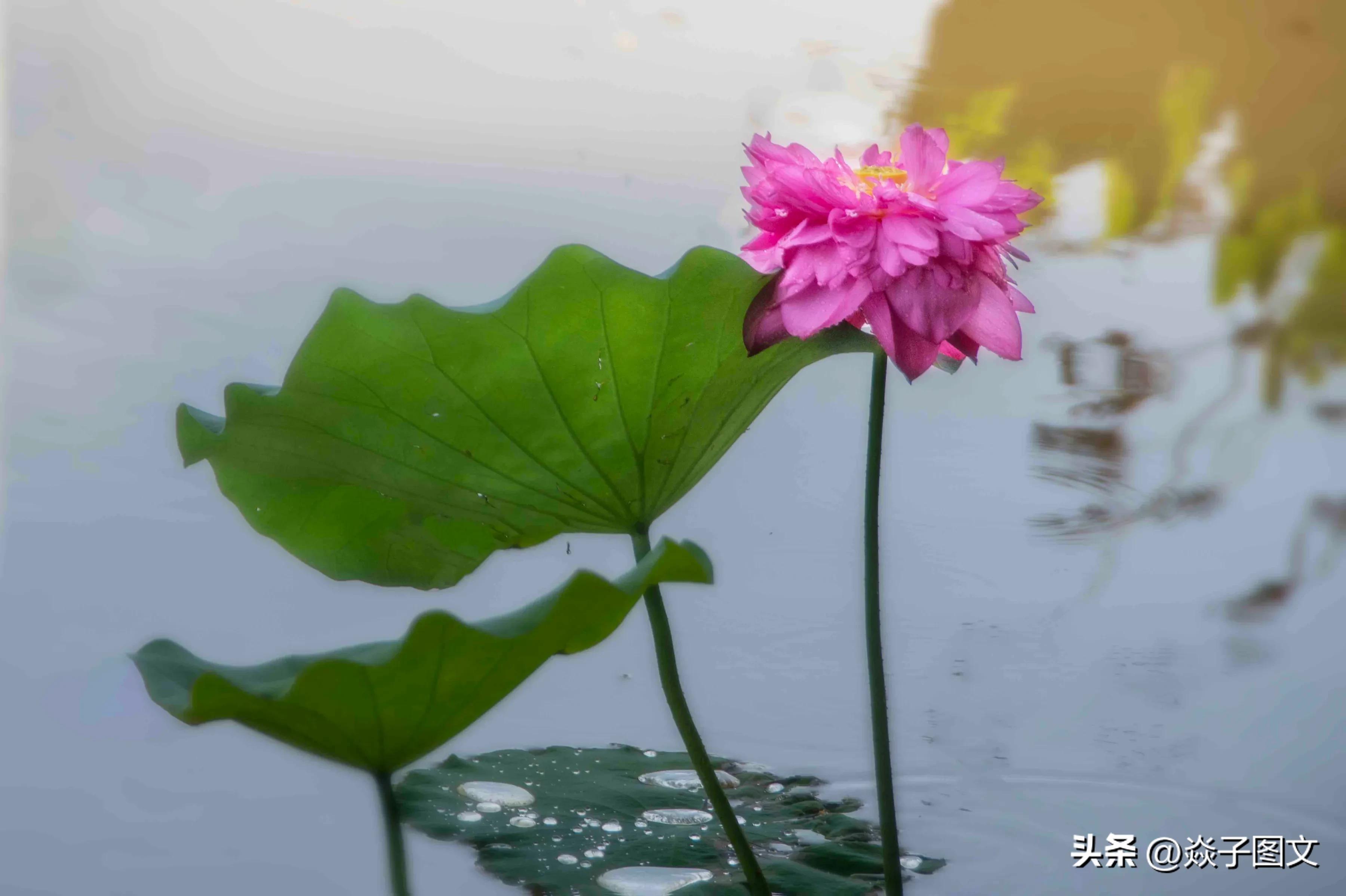 不嫁春风的俏“姑娘”，美爆了深圳这一湖一园