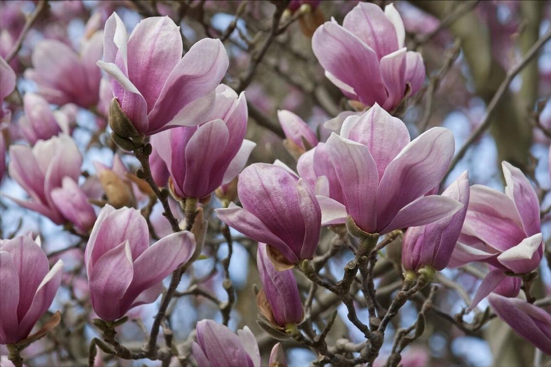 《中国大百科全书（第2版）》读书笔记03147-被子植物门