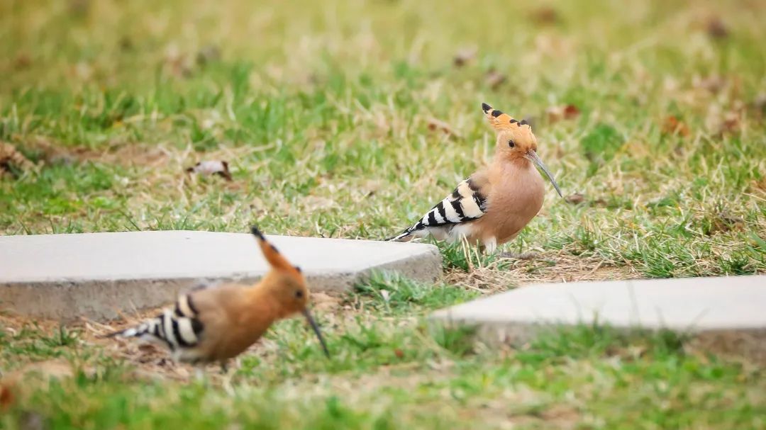师大寻鸟记，这些小可爱，你都见过吗？