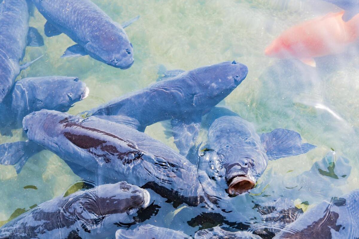 30多斤的青鱼有多长寿,青鱼最大能长多少斤