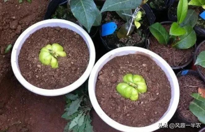 种植佛手瓜上顶可以盖遮光网吗,佛手瓜种植是种子好还是整瓜好